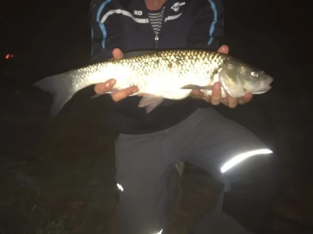 Döbel