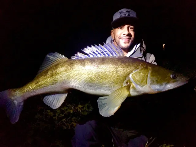 Zander