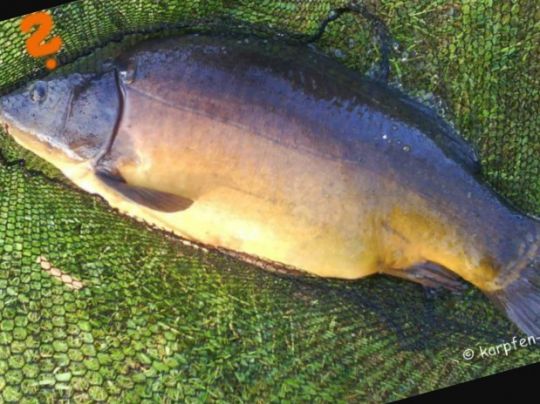 Karpfen