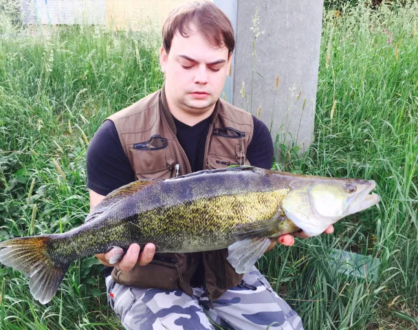 Zander