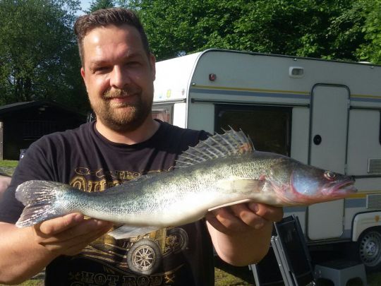 Zander