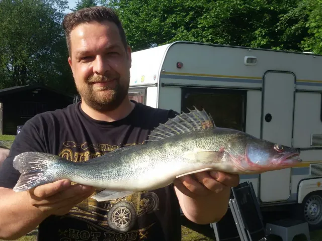 Zander