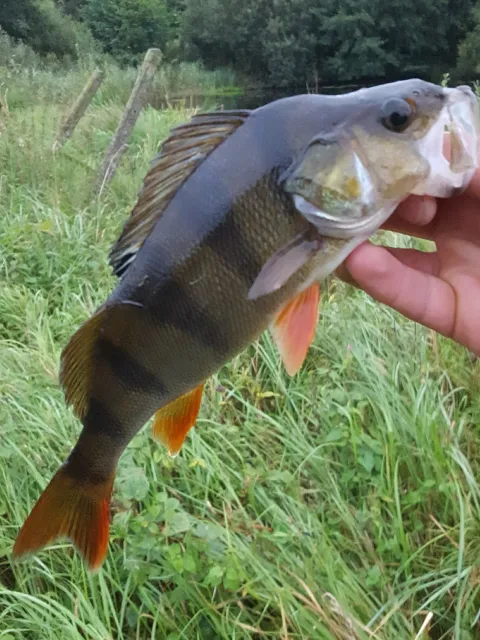 Flussbarsch