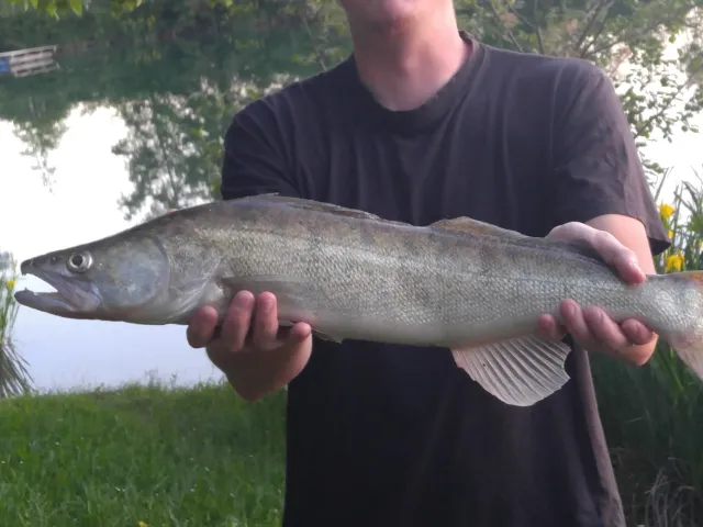 Zander