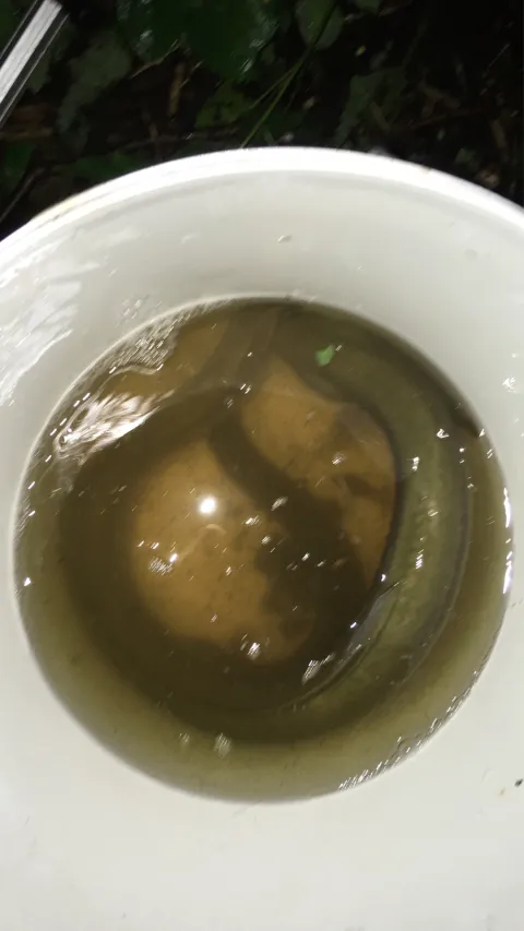 Aal