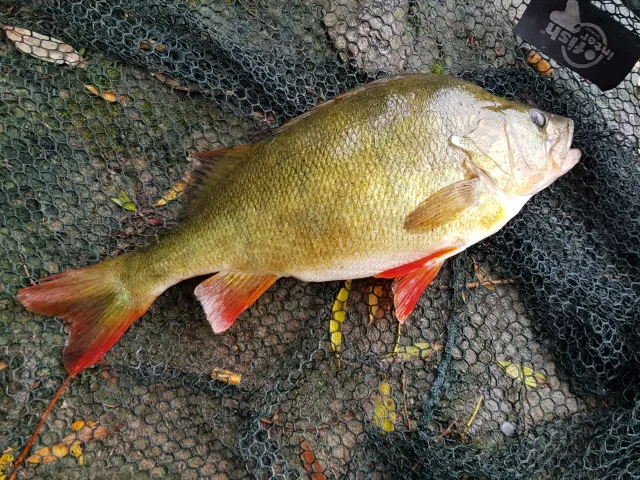 Flussbarsch