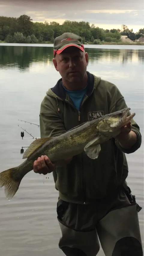 Zander