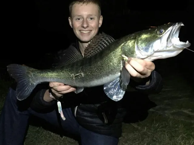 Zander