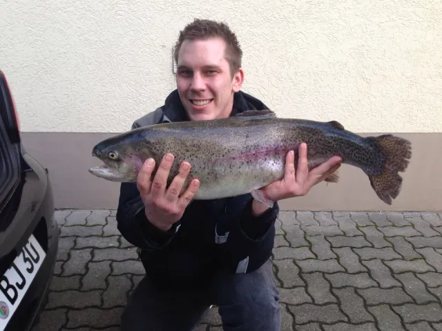 Regenbogenforelle