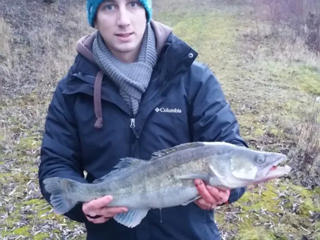 Zander