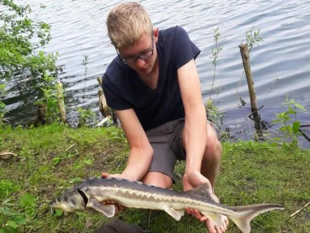 Stör