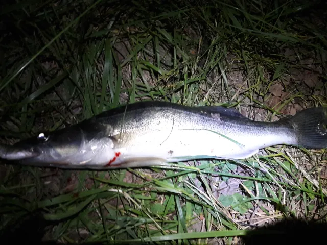 Zander