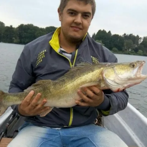 Zander