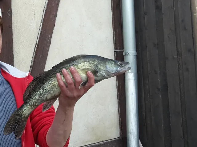 Zander
