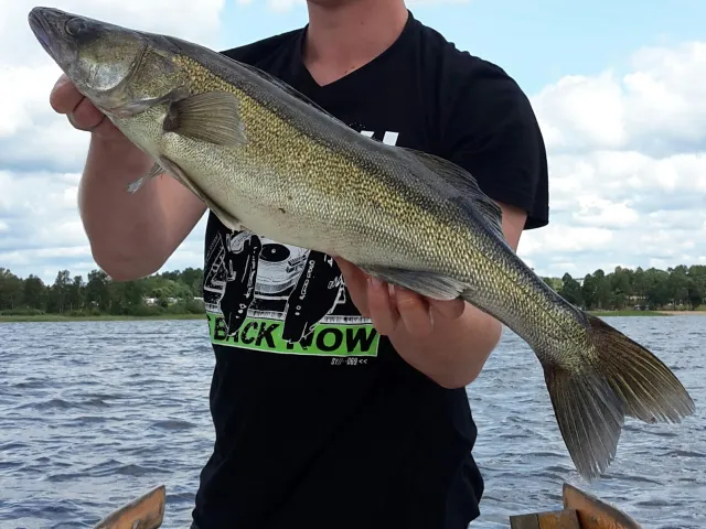 Zander