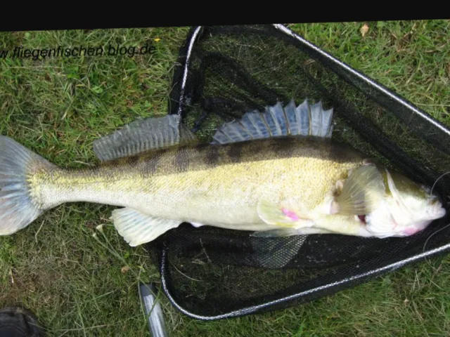 Zander