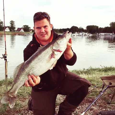 Zander