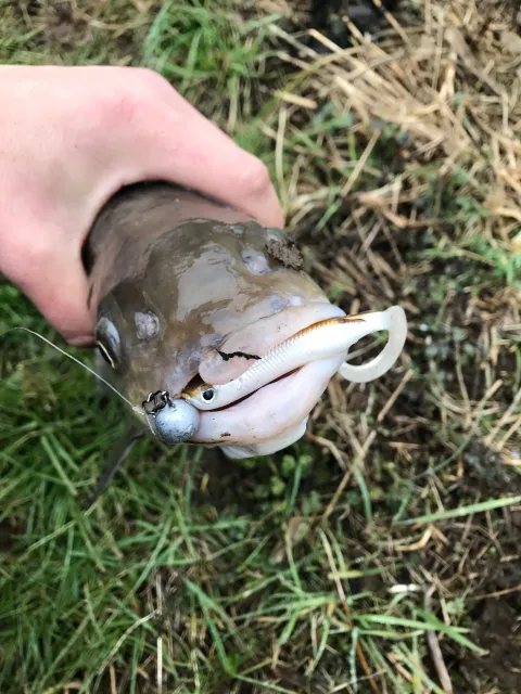 Döbel