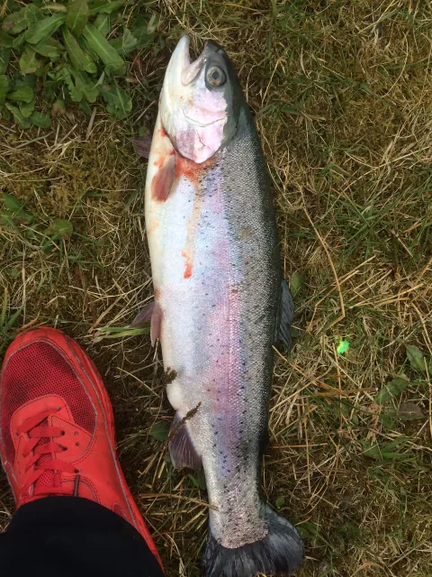 Regenbogenforelle
