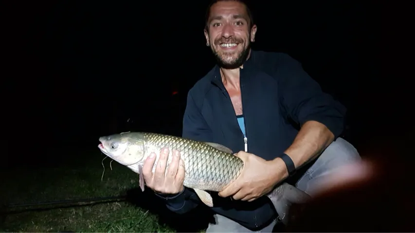 Graskarpfen