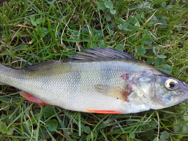 Flussbarsch