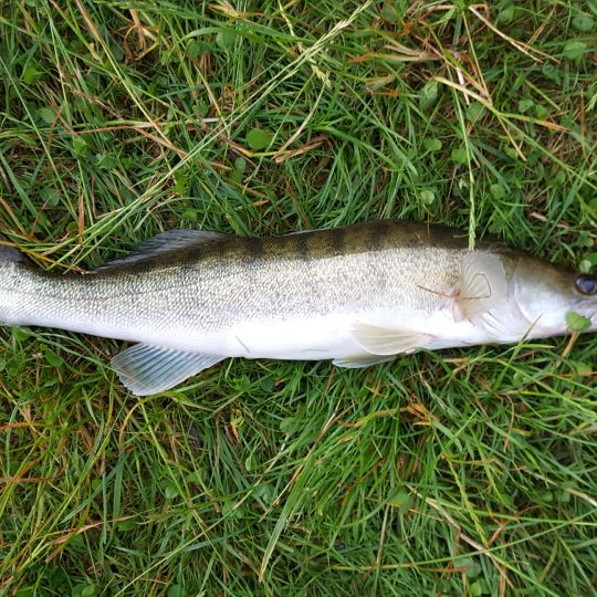 Zander