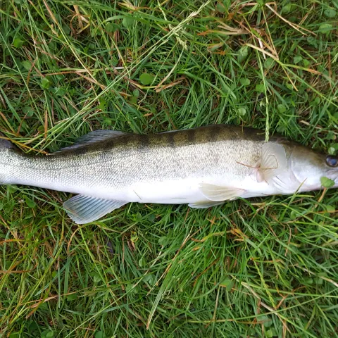 Zander