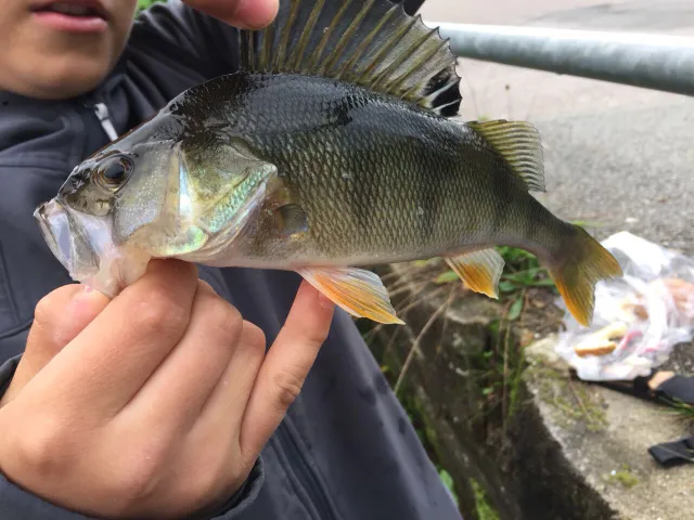 Flussbarsch