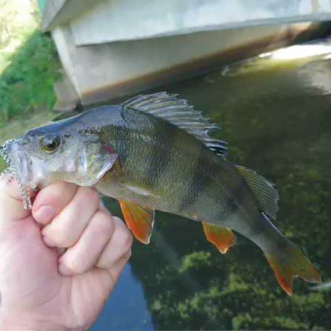 Flussbarsch
