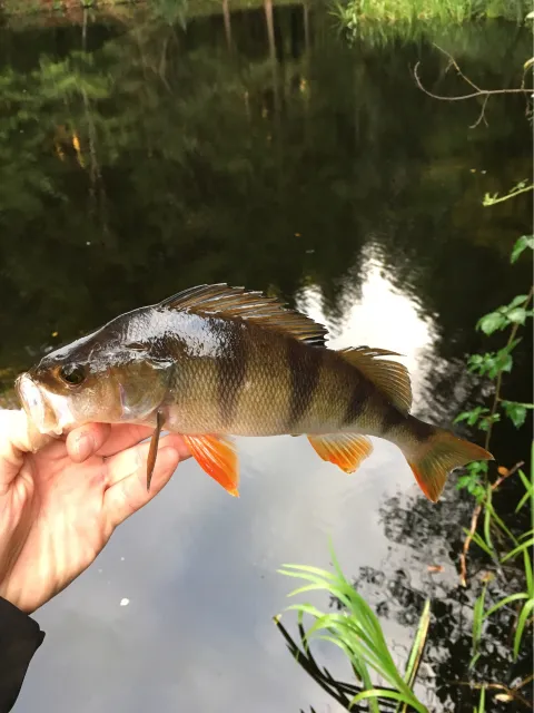 Flussbarsch