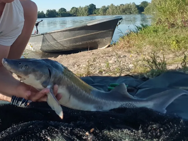 Stör