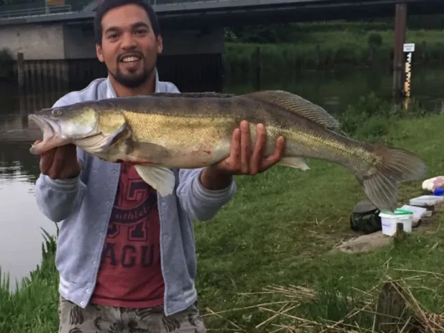 Zander