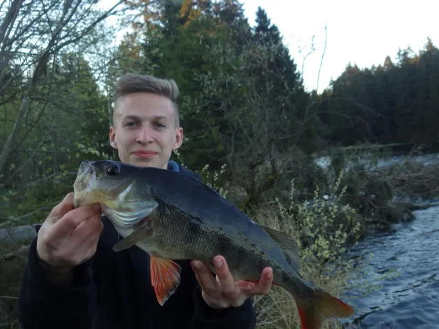 Flussbarsch