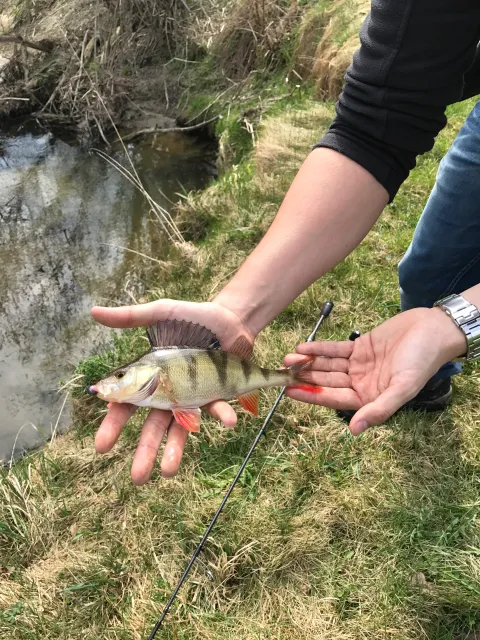 Flussbarsch