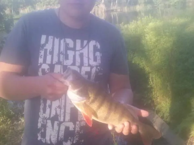 Flussbarsch