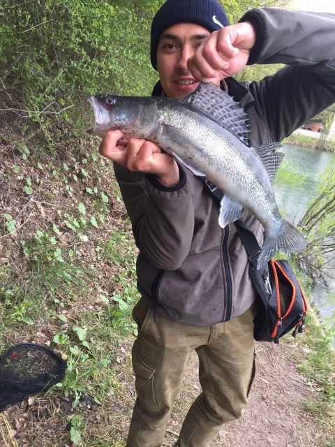 Zander
