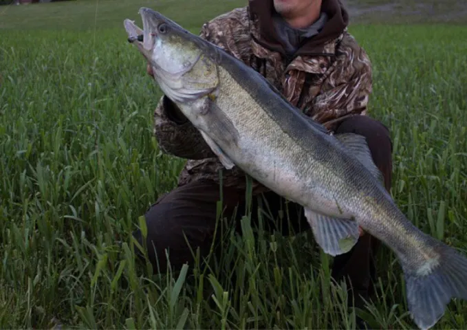 Zander