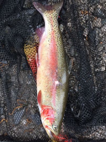 Regenbogenforelle