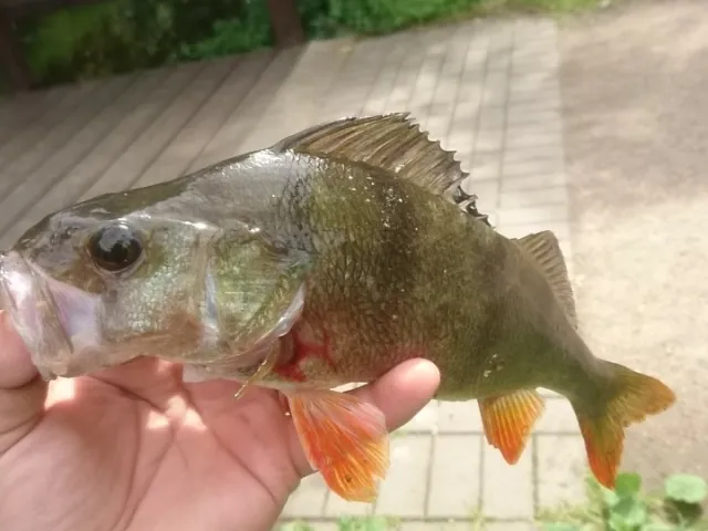 Flussbarsch