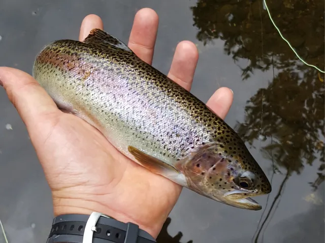 Regenbogenforelle