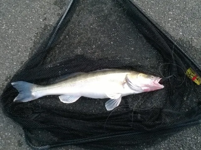 Zander