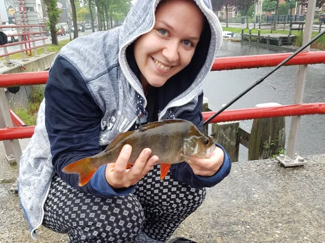 Flussbarsch