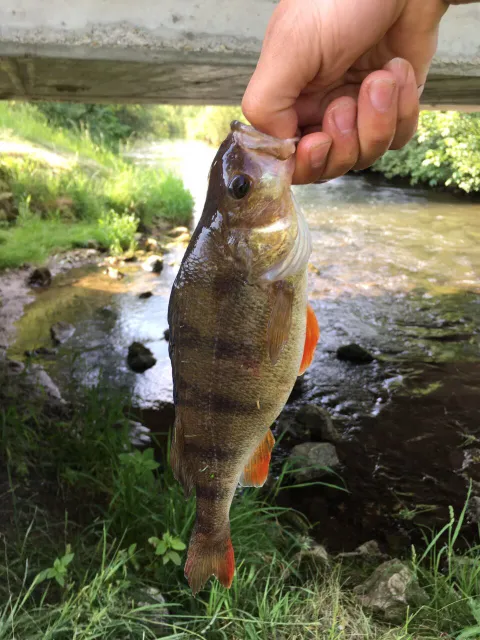 Flussbarsch