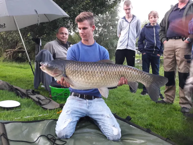 Graskarpfen