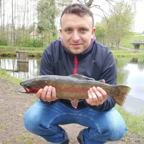 Regenbogenforelle