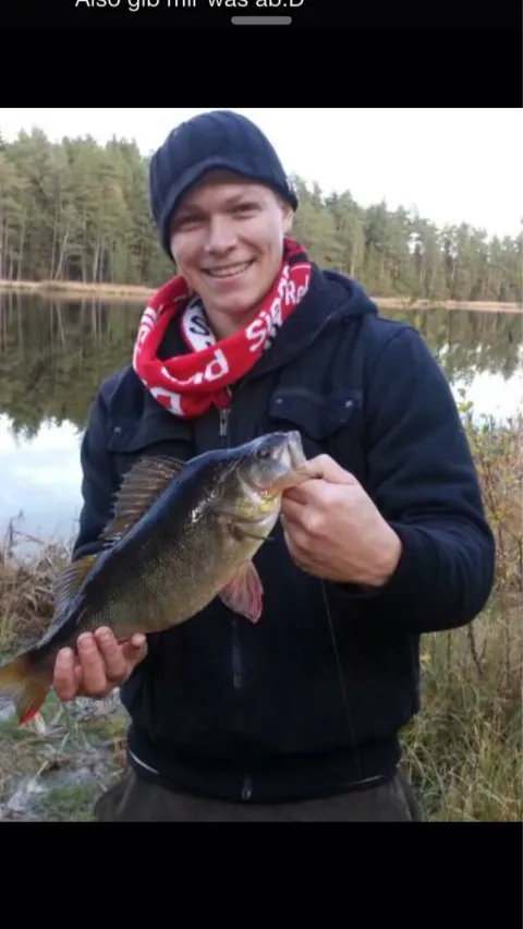 Flussbarsch