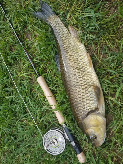 Döbel
