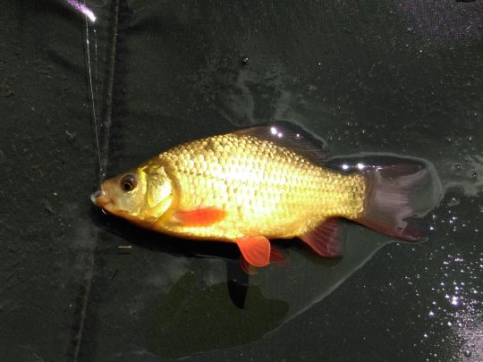 Karausche