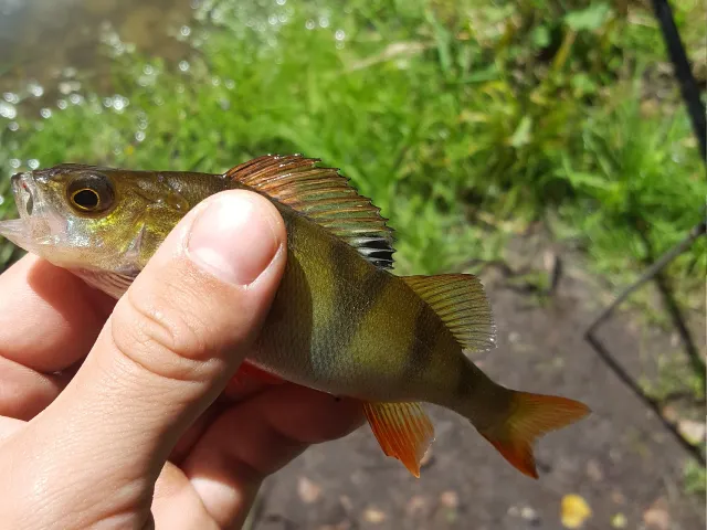 Flussbarsch