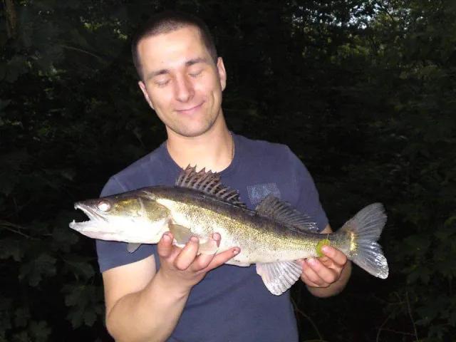 Zander